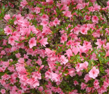 Coral Bell Azalea